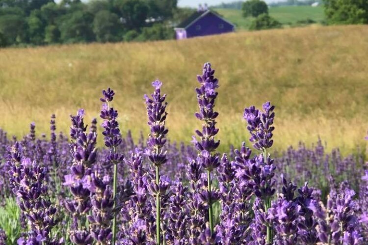 Sunset Ridge Lavender Farm was a retirement dream turned reality this year in Enon.